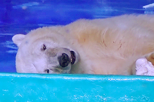 Самого грустного в мире белого медведя убрали из китайского ТЦ