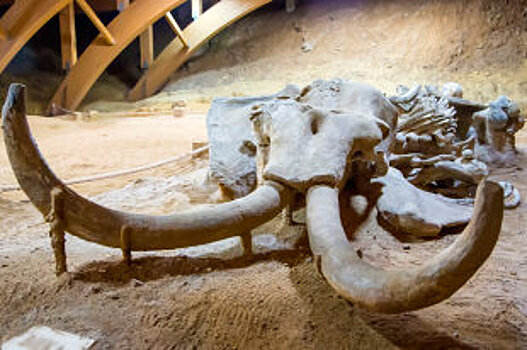 Гигантский скелет мамонта продали во Франции за 550 тысяч евро