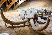 Гигантский скелет мамонта продали во Франции за 550 тысяч евро