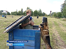В Озерках прошёл чемпионат области по многоборью среди кинологов УФСИН