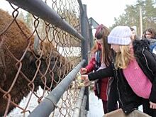 Юные экологи из Рязани представили свои исследовательские проекты