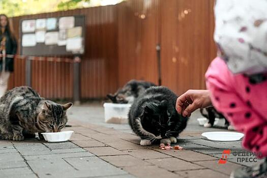 Выживших в обстрелах Донбасса кошек везут на пристройство в Челябинск