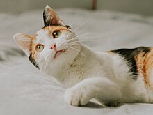 Почему кошки часто мяукают людям?