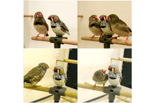 Зоологи сняли на видео, как робот-птица учит живых птенцов петь