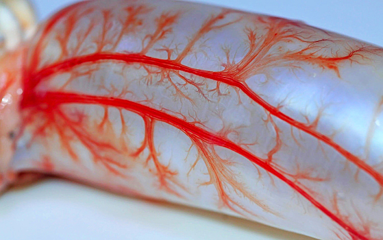 Ученые нашли недостающий ингредиент для создания кровеносных сосудов в пробирке