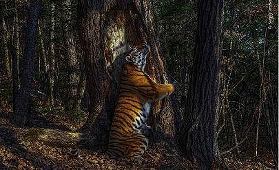 Амурский тигр помог российскому фотографу выиграть международный конкурс