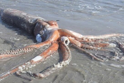 Редкого кальмара обнаружили на берегу Балтийского моря