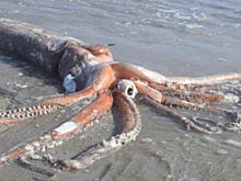 Редкого кальмара обнаружили на берегу Балтийского моря