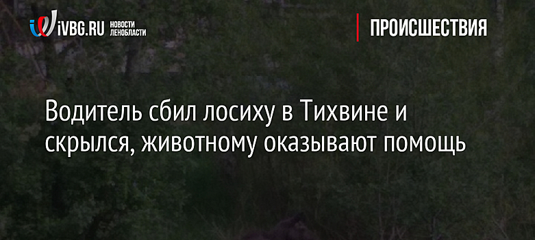 Водитель сбил лосиху в Тихвине и скрылся, животному оказывают помощь