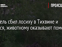 Водитель сбил лосиху в Тихвине и скрылся, животному оказывают помощь
