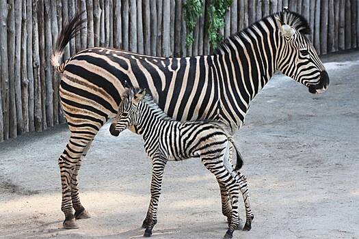 В российском зоопарке два детеныша зебры появились на свет в один день