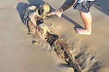 LADBible: австралийка нашла на пляже останки животного, напомнившего ей русалку