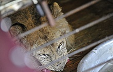 Для льва из зоопарка Уссурийска построят теплый вольер