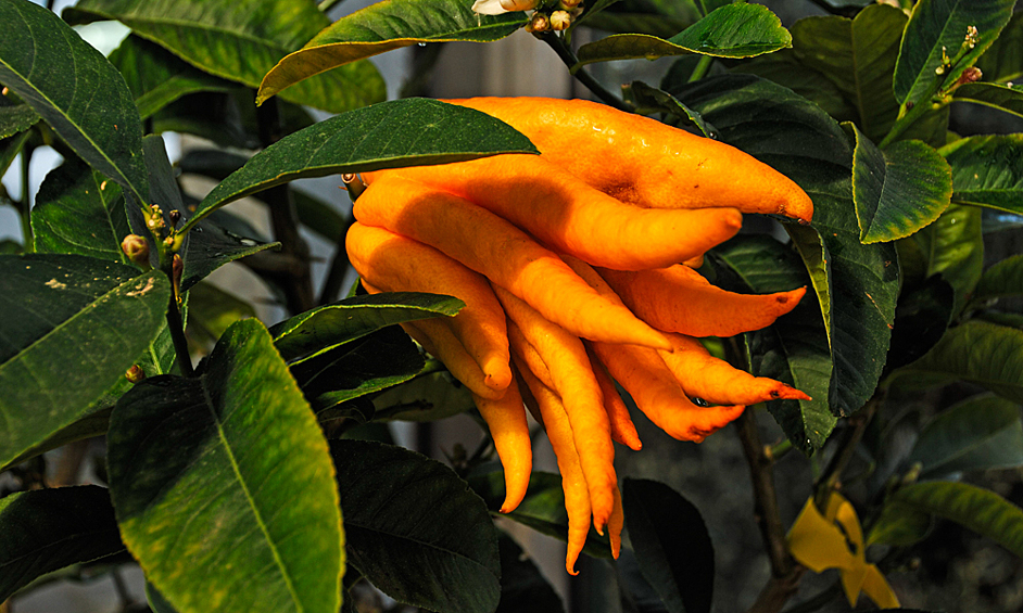 Рука Будды крайне странный из-за своего внешнего вида фрукт. Отличается многократно разделёнными плодами, образующими отростки, напоминающие пальцы. В пищу используется в основном цедра. Также фрукт используется в медицине и в ритуальных целях