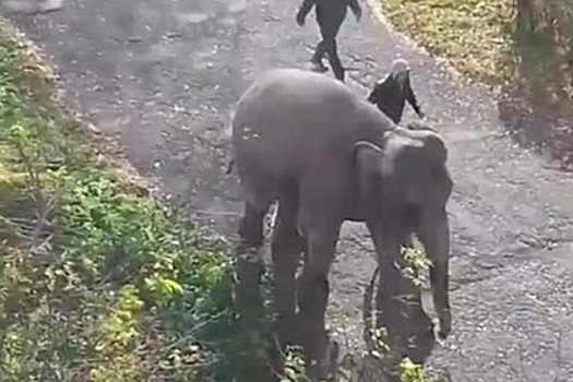 Слоны прогулялись по улицам российского города и попали на видео