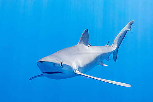 Nice Matin: голубые акулы стали заплывать на пляжи Лазурного берега Франции