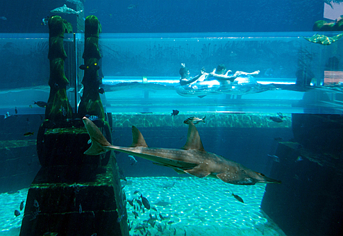 Заглавное изображение Аквапарк Aquaventure