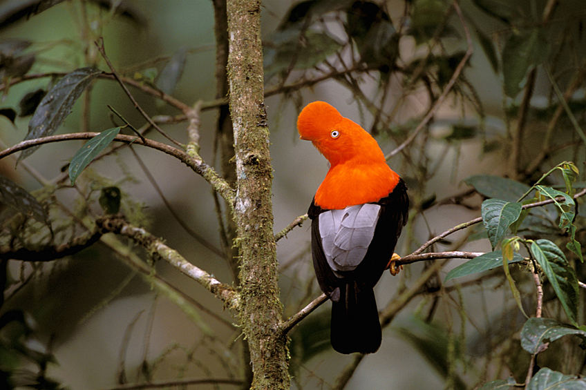 Андский скальный петушок — национальная птица Перу. Эти ребята родом из Южной Америки и обычно встречаются в тропических районах.  Этих птичек легко узнать по яркой окраске и хохолку на голове. 