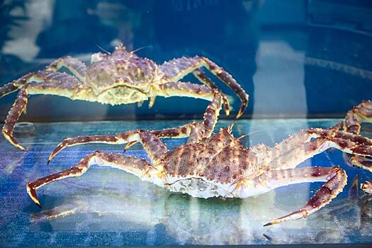 Раскрыта причина конфликта «крабового короля» со ставшим его жертвой бизнесменом