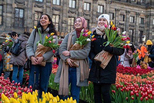 Весной россияне останутся без голландских тюльпанов