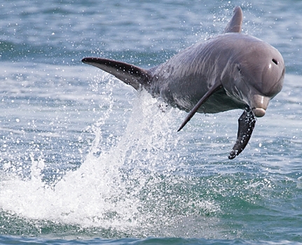 В Петербурге подписали декларацию о правах и свободе дельфинов и китов