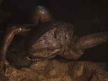 Трейлер: в РФ выходит хоррор "Нечто. Монстр из глубин" от создателя "Властелина колец"