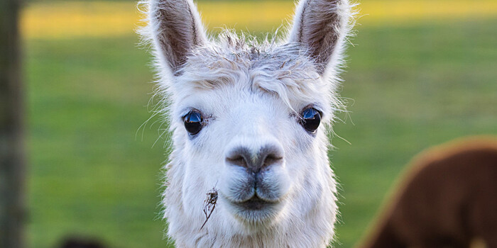 За «маску» на мордочке детеныша альпаки в зоопарке Крыма назвали Стоп Коронавирус