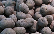 Более 300 тонн амурского картофеля завезли в Приморье