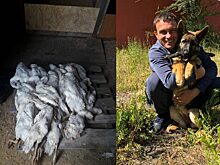 Челябинец, застреливший хаски, уверяет, что собака загрызла 50 гусей
