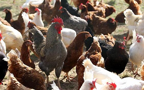 Птицефабрику «Равис» оштрафовали за загрязнение окружающей среды