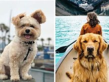 Пушистые звезды Инстаграма: питомцы, на которых хозяева зарабатывают в соцсетях огромные деньги