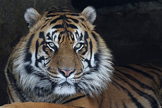 В лондонском зоопарке редкий суматранский тигр убил свою невесту