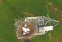 На птичьих правах: китайские электрики приспособили опору ЛЭП для безопасного гнездовья дальневосточных аистов