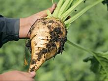 Минсельхоз опроверг сообщения о дефиците сахарной свеклы