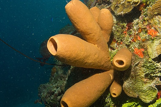 Исследователи сделали неожиданное открытие в глубинах океана