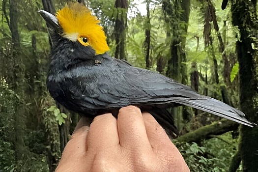 В Конго орнитологам впервые удалось заснять «потерянную» птицу