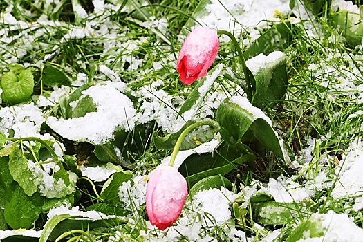 Синоптик Вильфанд: В центре европейской части России ожидаются заморозки