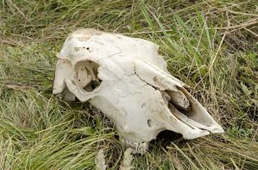 В селе под Новосибирском нашли разбросанные по лесу останки овец