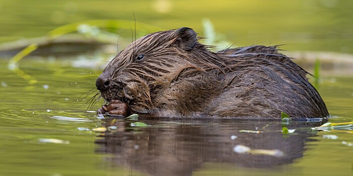 Перепись бобров начали в Челябинске