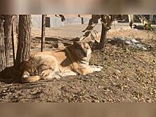 В Чите продолжают отлавливать бездомных собак