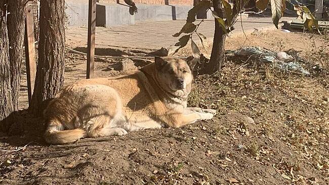 Бастрыкина заинтересовали бездомные собаки, которые пугают жителей Кадалы