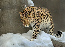 Дальневосточный леопард замечен в ликвидируемой ООПТ в Приморье