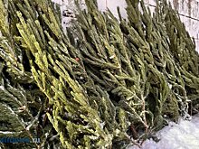 Названо лучшее время для покупки новогодней елки