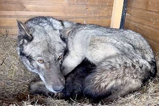 У канадских волков из зоопарка в Приморье родился первый за пять лет детеныш