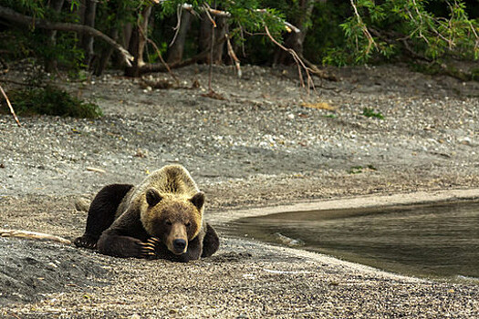 В Приамурье медведи не могут уйти в спячку из-за аномального тепла