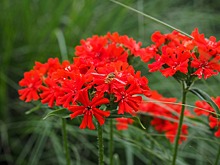 Сеченовский университет отметит 188 лет со дня рождения Ивана Сеченова