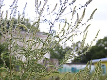 Конфискация неиспользуемого участка земли – будет исключительной, а не обычной мерой