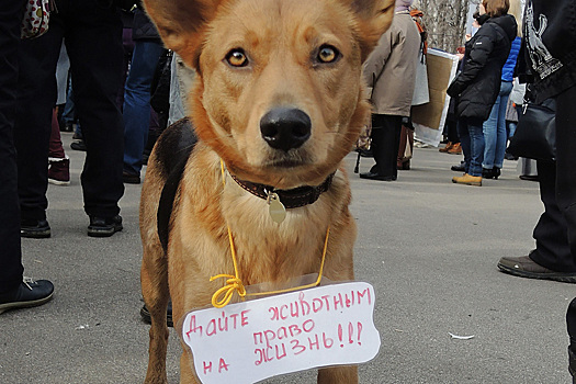 Догхантеры массово травят собак в российском регионе