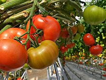 Сельхозпродукция в январе дорожать не будет