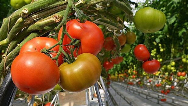 Биологи открыли тайну больших помидоров